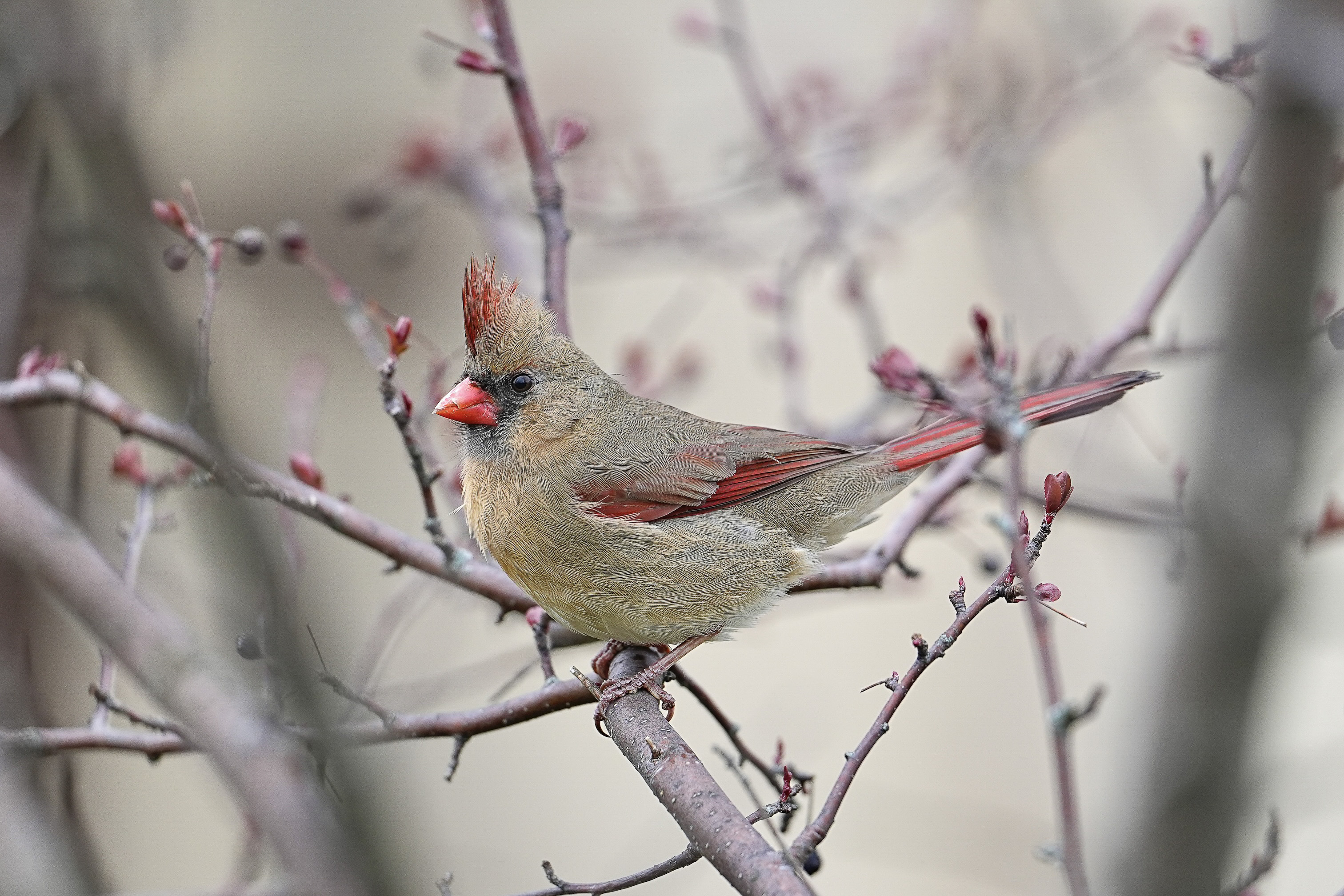 Cornell Campus Wildlife